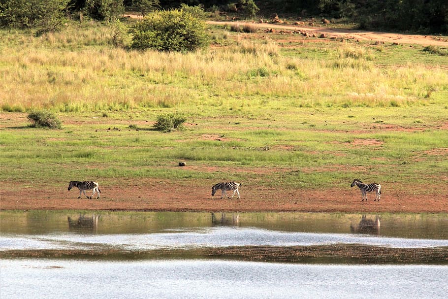 zebra, peaceful, animals, water, drinking, bright, sun, wild, pilanesberg, south