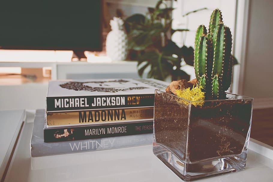stack, books, interior design, cactus, plant, white, television, nature, glass, potted plant