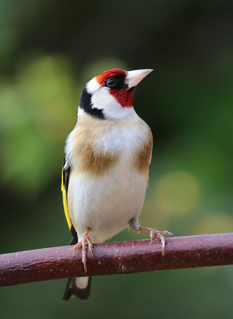 focus photography, european goldfinch, goldfinch, song bird, bird, garden bird, colourful, animal wildlife, perching, vertebrate