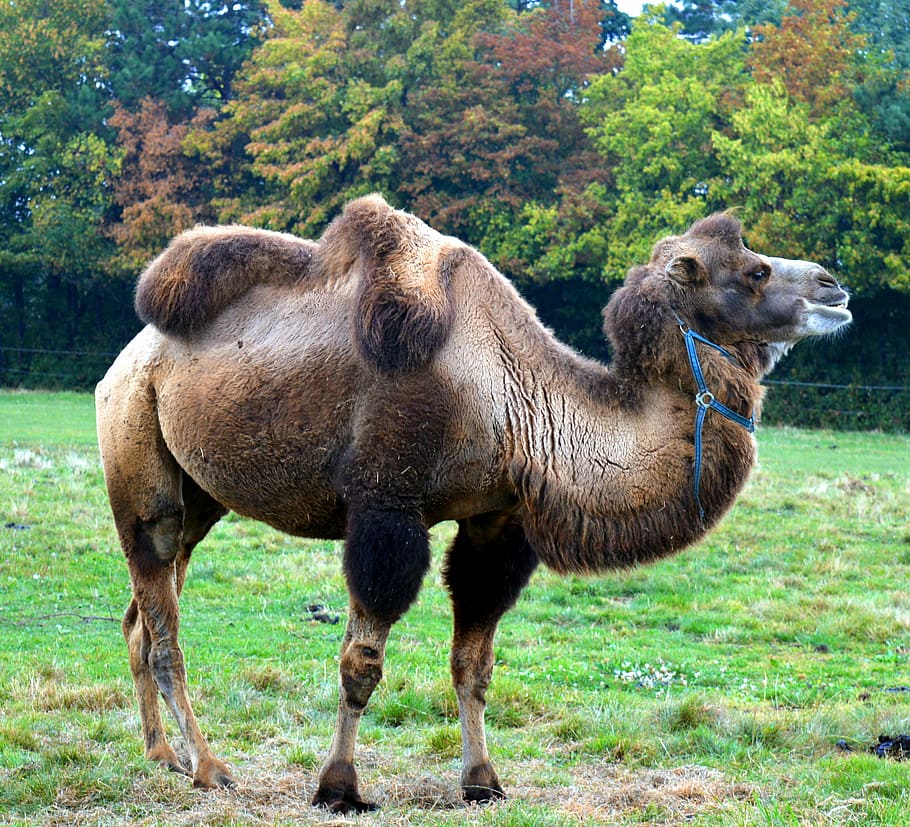 marrón, fotografía de primer plano de camello, camello, camelus dromedarius, callos ohler, paarhufer, rumiante, desierto, bestia de carga, joroba