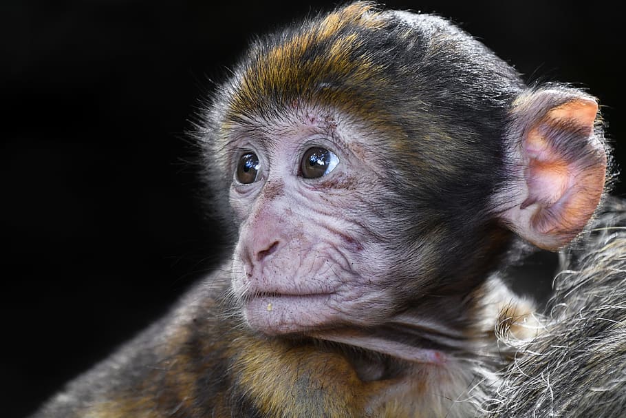 baby primate, monkey, baby, look, barbary macaque, close up, magot, primate, mammal, animal wildlife