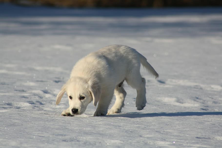 cream, golden, retriever puppy, golden retriever, puppy, dog, sniffing, young, snow, polar bear