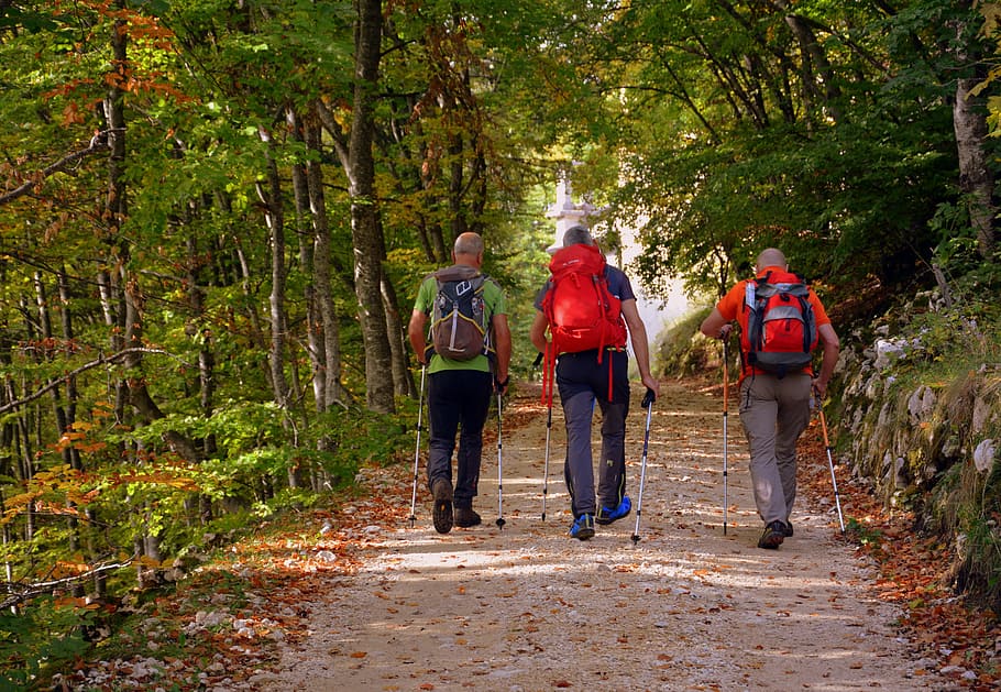 excursion, forest, autumn, trail, walking with sticks, mountain, the european path, e5, lessinia, italy