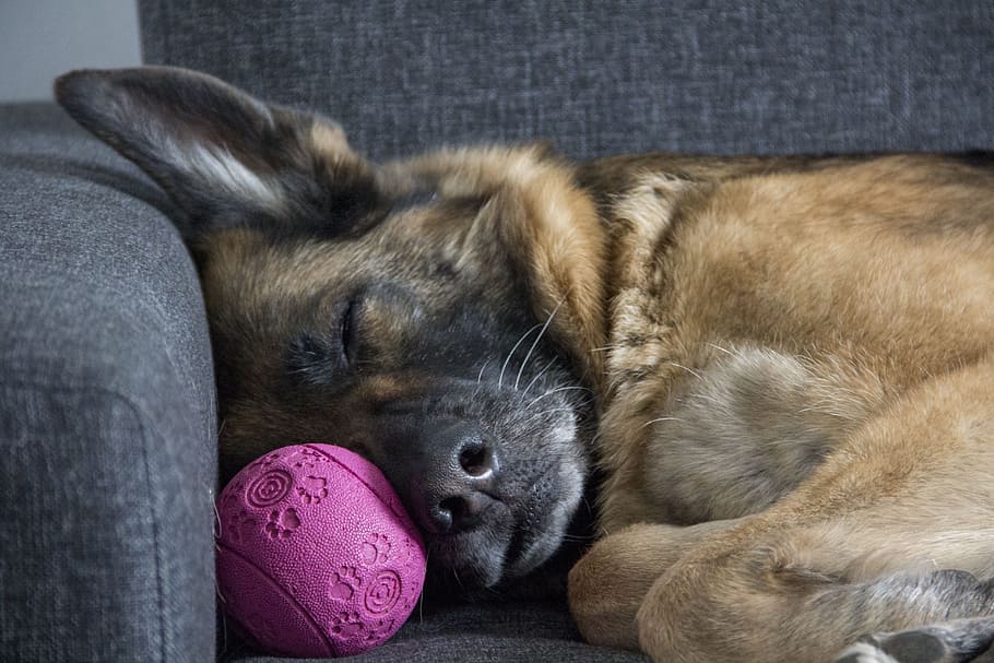 durmiendo, pastor alemán adulto, sofá, juguete para mascotas, perro, muerto, pastor alemán, sueño, mamífero, animal