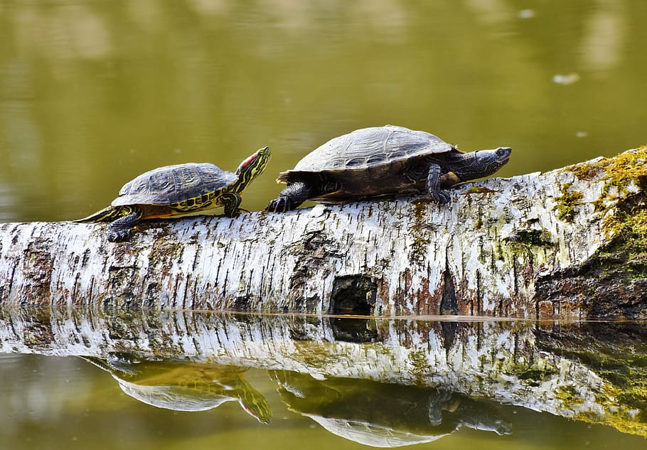 two black turtles, turtles, reptile, on the water, tortoise shell, animal, water turtle, water, pond, slowly