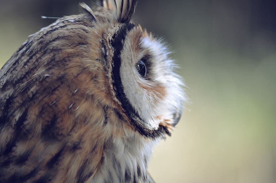 owl, feathers, close up, animals, wildlife, nature, bird, eyes, one animal, animal