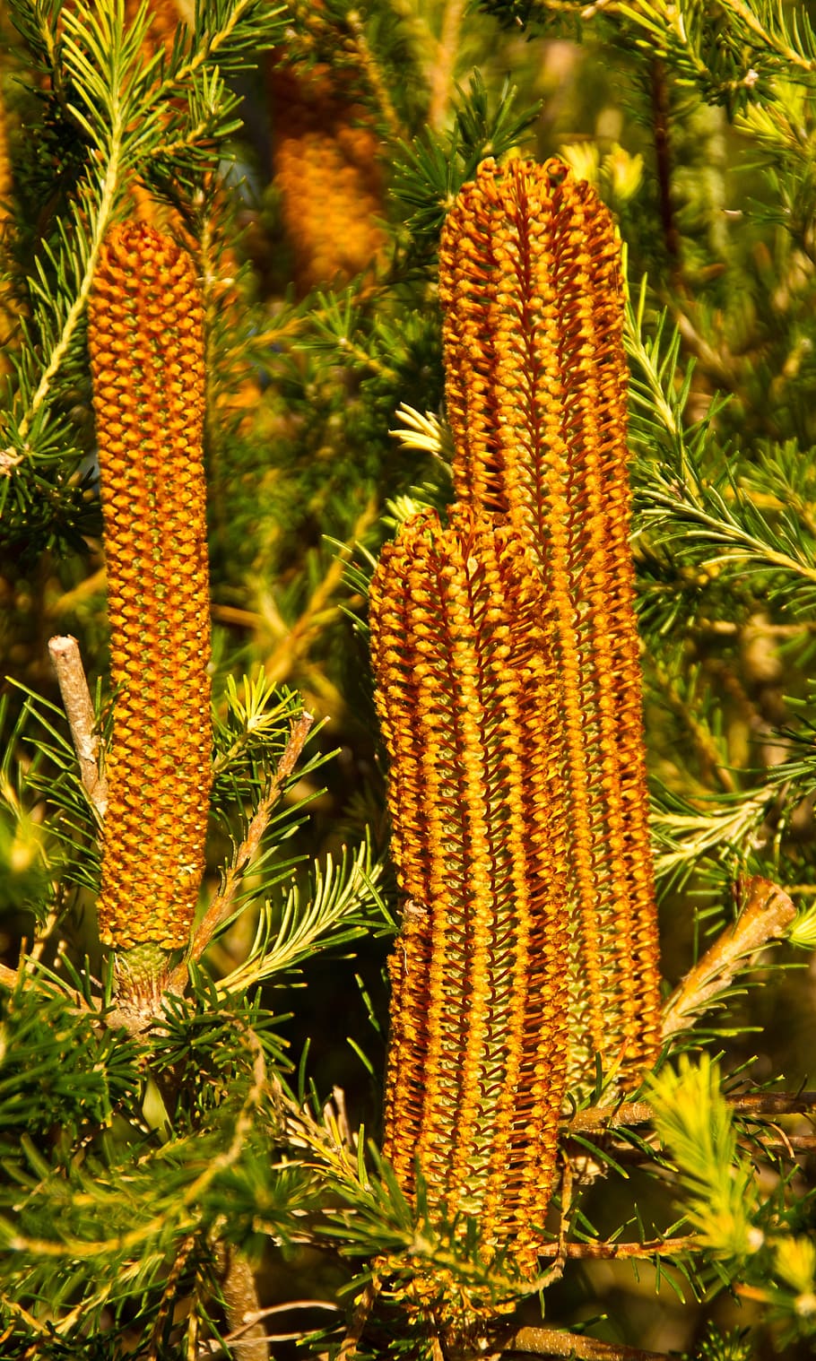 banksia, flowers, australia, native, orange, nectar, plant, growth, nature, day