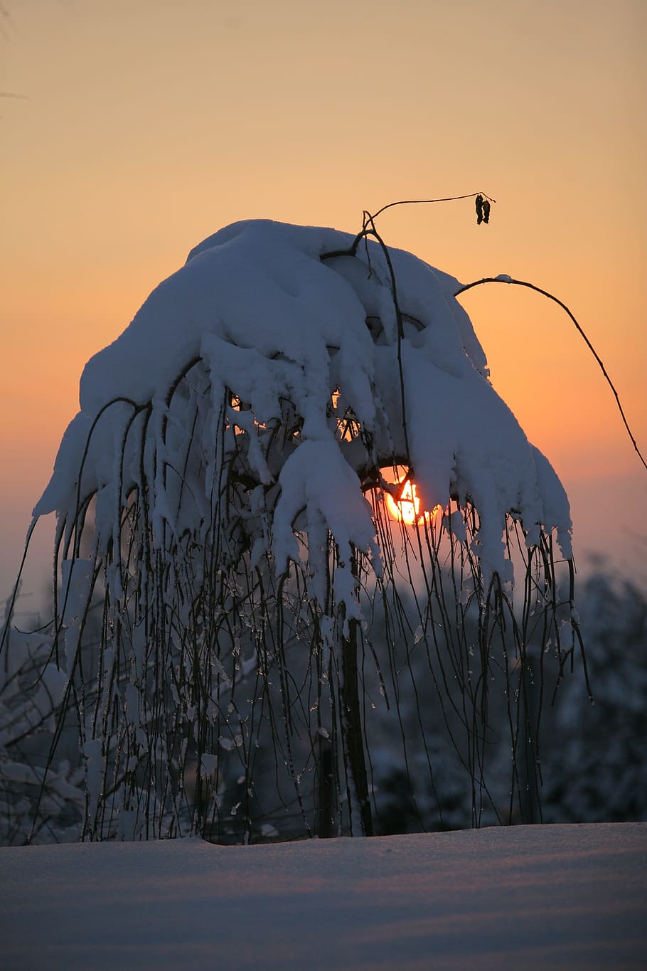 Winter, Cold, Frost, Trees, Branch, sunset, sun, nature, snow, dusk