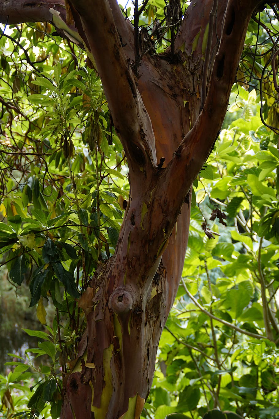 arbutus canariensis, tree, canary islands, endemic, tenerife, strawberry tree, bark, reddish, red brown, replace