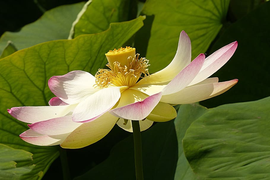 花 蓮の花 ヤマモモ科 水生植物 顕花植物 花弁 植物 脆弱性 自然の美しさ 花序 Pxfuel