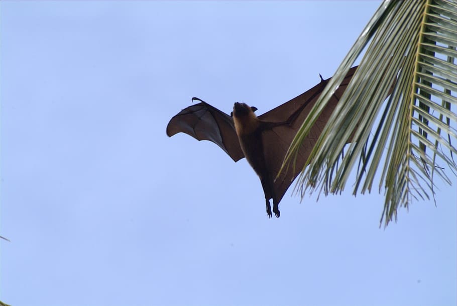 flying fox, maldives, bird, nature, flying, animal, sky, low angle view, clear sky, copy space