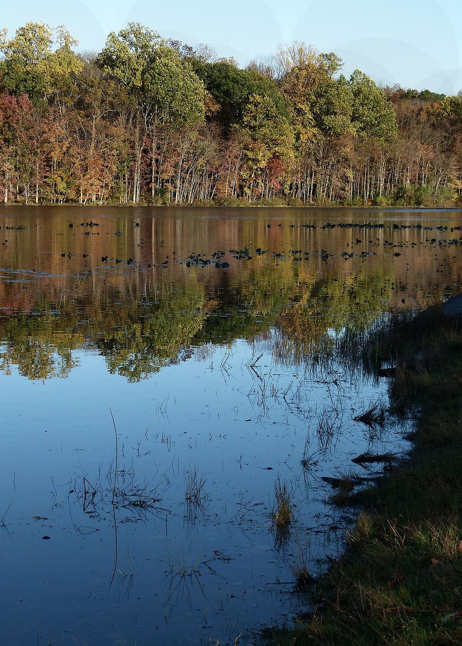 lago towhee, towhee, pennsylvania, lirios de agua, otoño, reflexión, lirio de agua, lago, agua, árbol