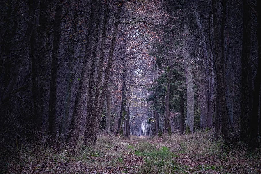 forest, dark, the path, way, wandering, nature, the stage, tree, sadness, the fog