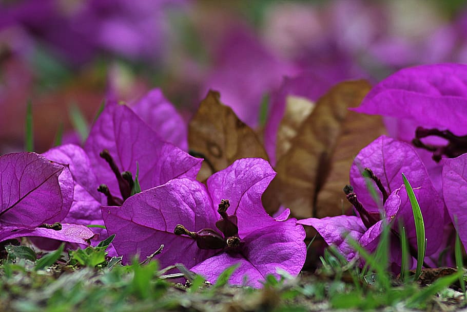 primer plano, fotografía, púrpura, flor de buganvilla, durante el día, buganvilla, flor, planta, violeta, veranera