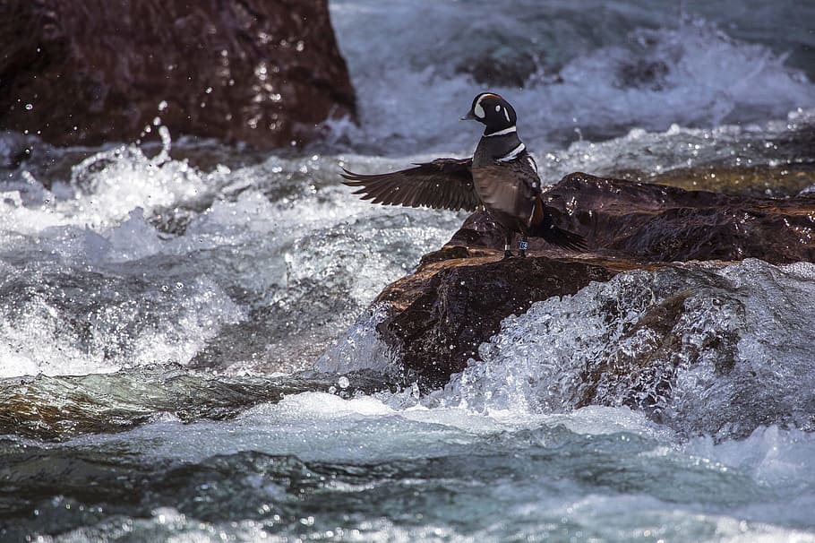 harlequin duck, bird, wildlife, nature, rapids, water, river, flowing, standing, scenic
