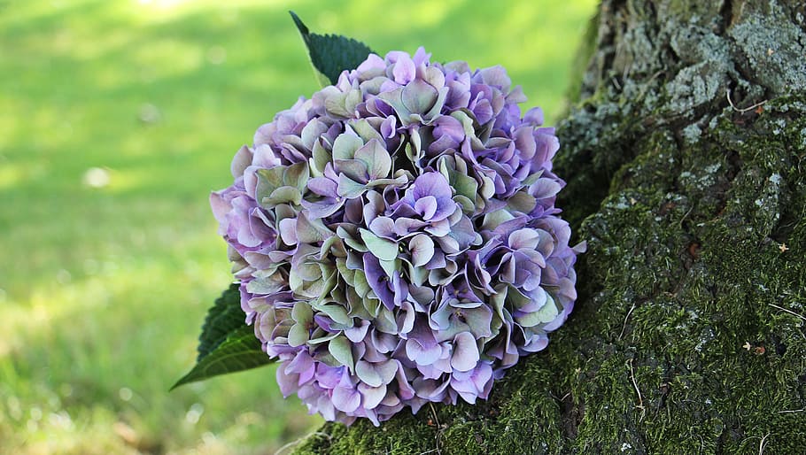 purple, green, flowers, tree trunk, hydrangea, flower, blossom, bloom, summer, blue
