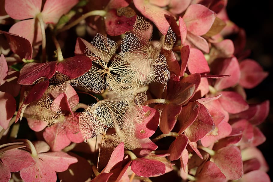 hydrangea, leaf veins, trockenblume, faded, dried, structure, autumn, dry, beauty in nature, plant