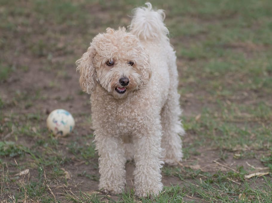 brown, toy poodle, ground, luly, bitch, pet, poodle, animals, friend, white