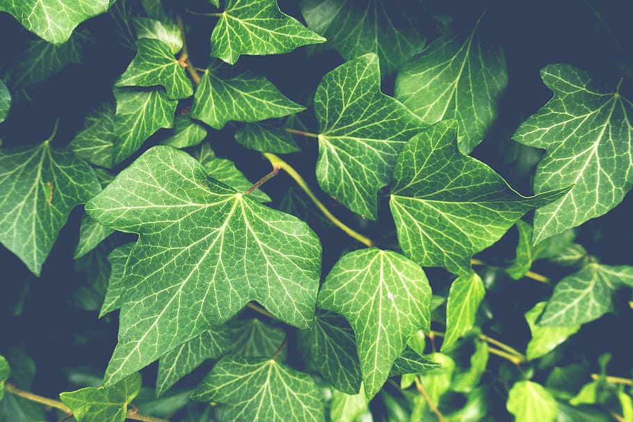 green leaves, ivy, plant, garden, nature, green, climber, leaf, plant part, green color