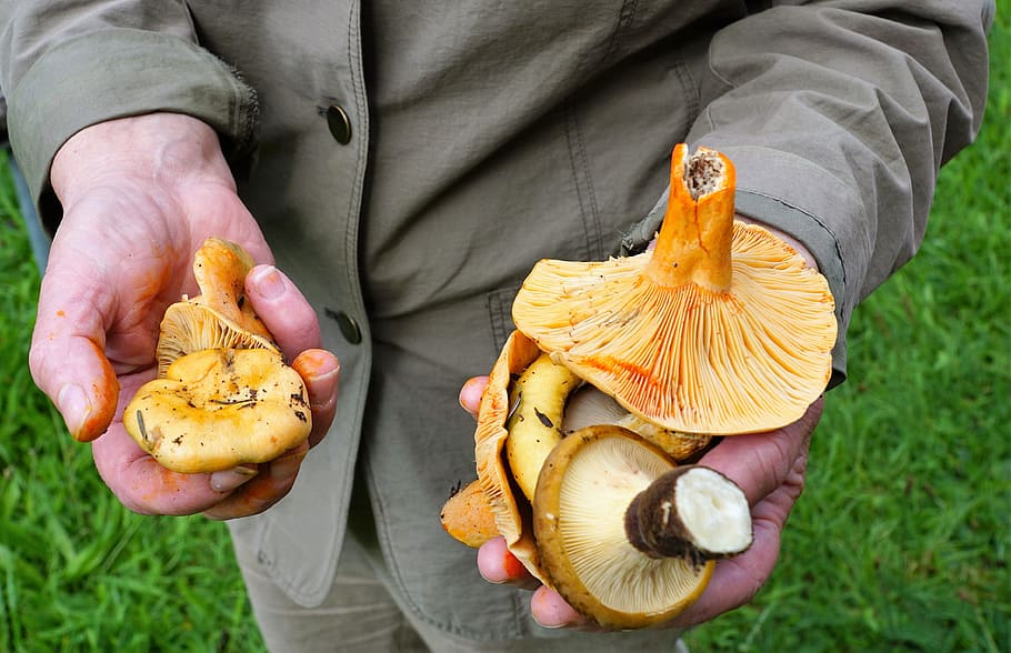 mushrooms, vegan, eat, autumn, market, forest, healthy, collect, yellow, vitamins