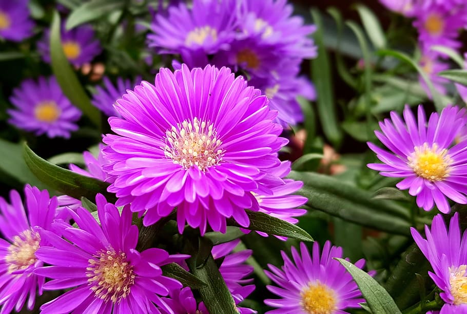 fotografía, púrpura, flores de pétalos, aster, herbstaster, flores, gartenstaude, planta, naturaleza, flora