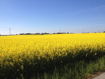 yellow-fields-fields-of-gold-gold-field-royalty-free-thumbnail.jpg