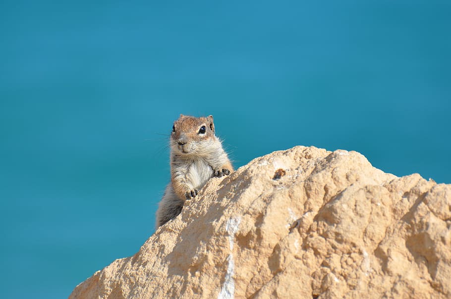 squirrel, cliff, stone, water, sea, animal, animal themes, rodent, mammal, one animal