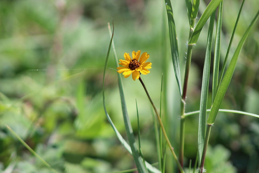 flor, amarillo, hierba, praderas, monte, primavera, girasol, verano,  planta, flora | Pxfuel