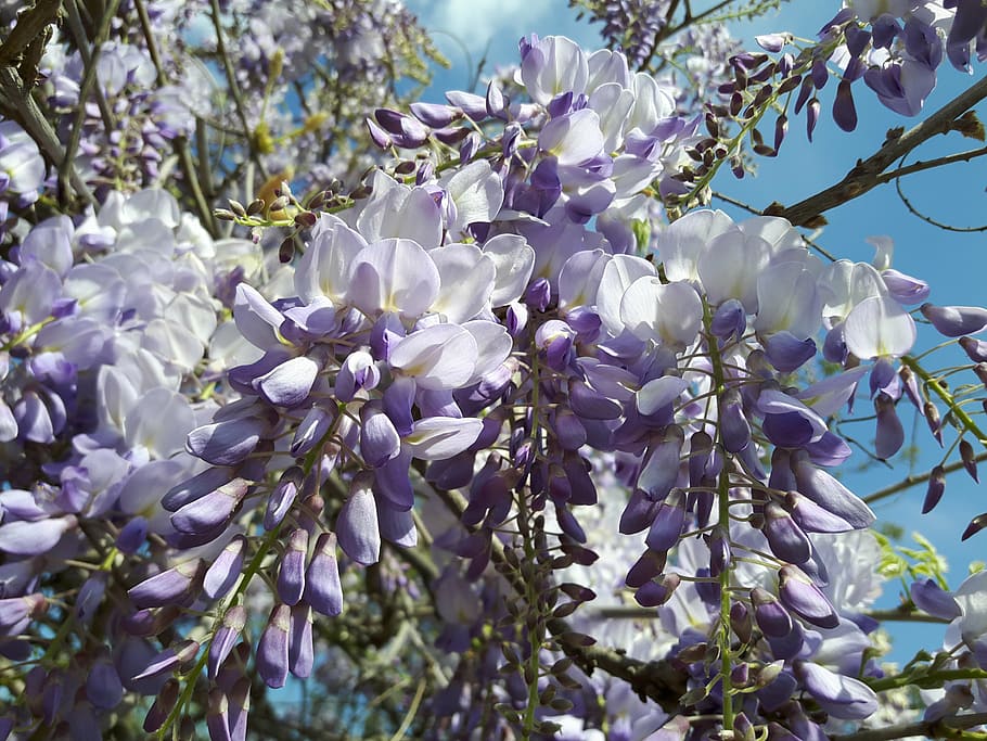 flower, azalea, lilac, lila, white, plant, flowering plant, beauty in nature, fragility, vulnerability