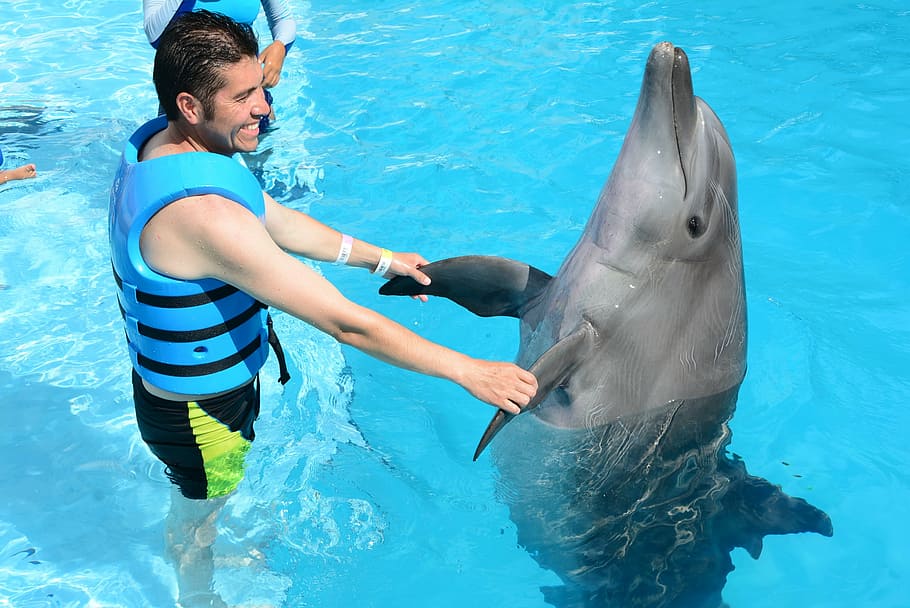man holding dolphin, dolphins, marine life, fish in water, oceanic, fish, mammals, show, dolphinarium, sea