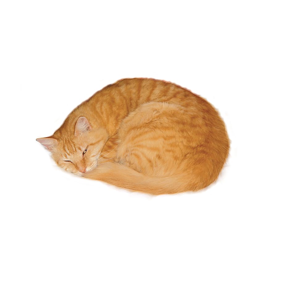 fotografia, adormecido, laranja, gato malhado, gato, laranja Gato malhado, marmelada, animal de estimação, enrolado, gravado profundamente