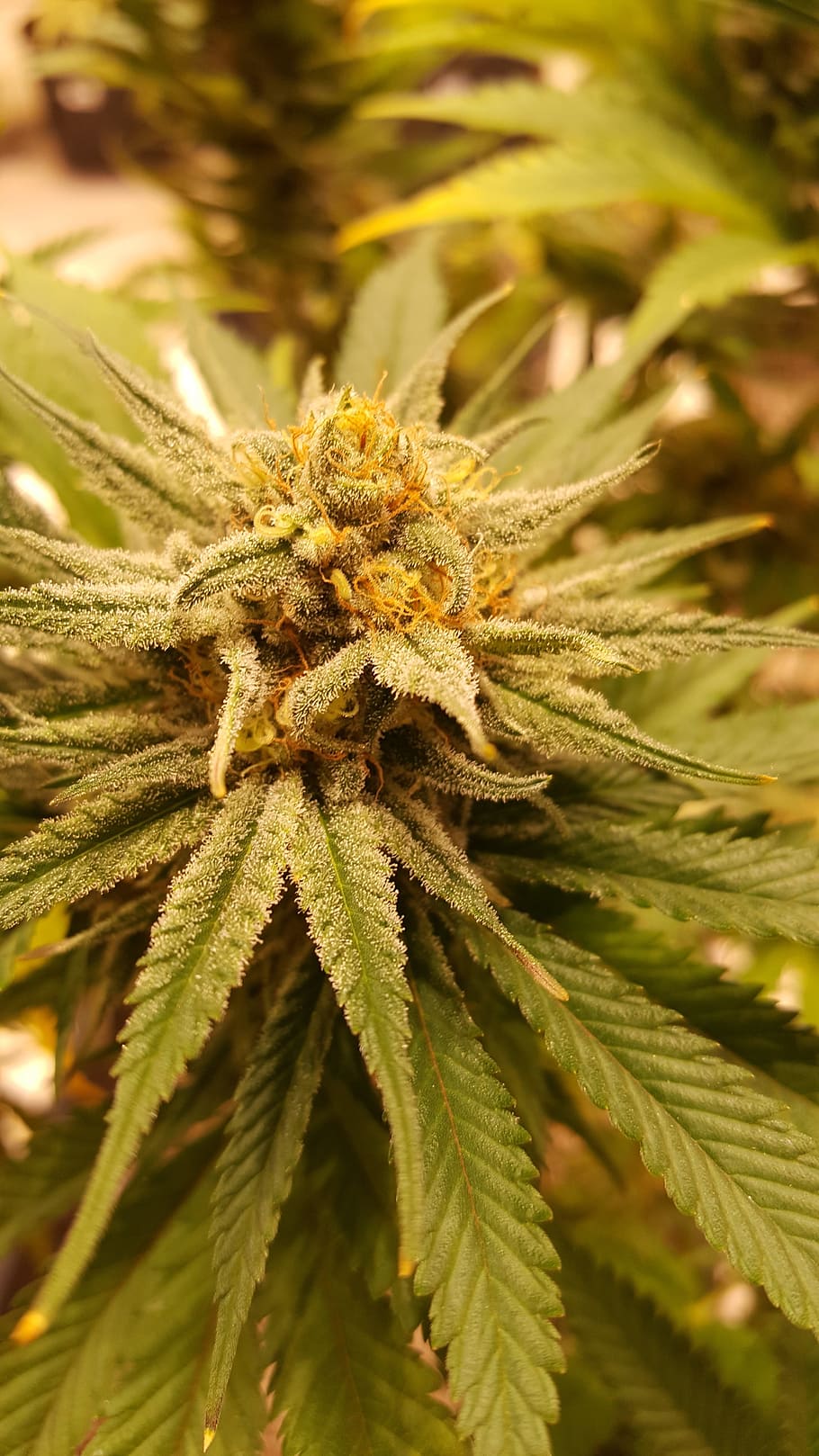 cannabis leaf problems, Canada grow supplies solutions ,marijuana herb, cannabis, grow, marihuana, plant, overwatering, underwatering, yellow leaf, grower