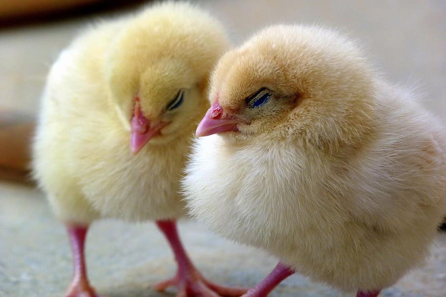 closeup, two, chicks, chick, chicken, bird, baby, young, cute, yellow