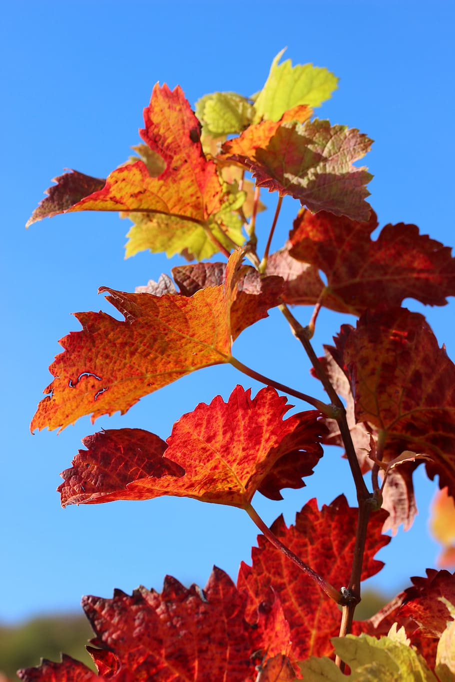 otoño, vid, hojas, planta, color de otoño, rebstock, emerger, rojo, hojas de vid, cambio