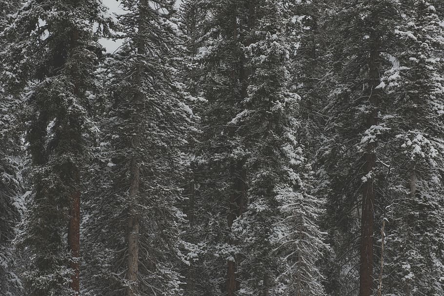 snow-coated trees, daytime, trees, green, forest, woods, snow, cold, weather, white