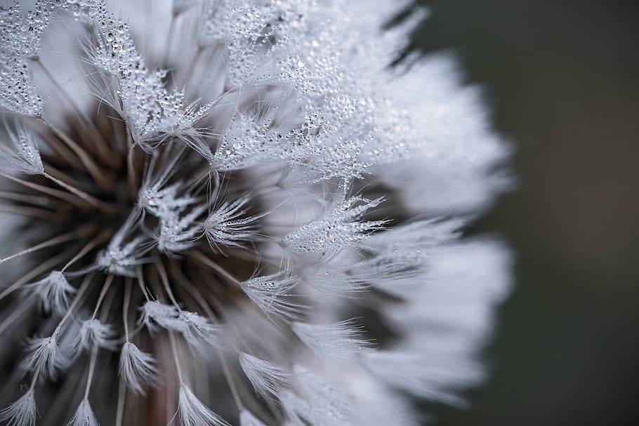 macro photography, dandelion seed head, close, photography, white, cluster, petaled, flower, abstract, blur