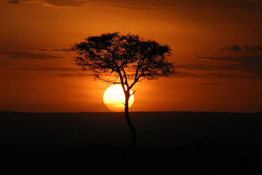 masai mara, sunset, kenya, africa, acacia, horizon, tree, orange color, plant, silhouette