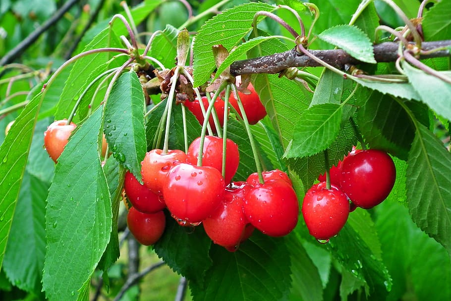 fruit, cherries, tree, sprig, spring, leaf, food and drink, food, plant part, healthy eating