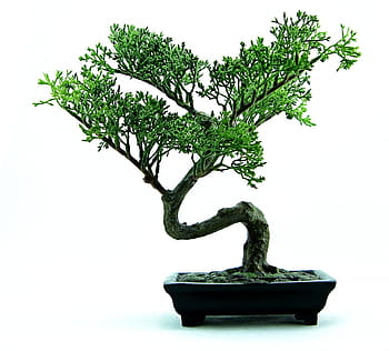 Royalty-free bonsai photos free download - Pxfuel