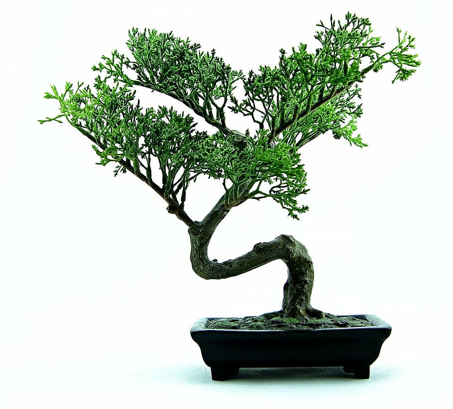 green bonsai, bonsai, tree, green, plant, small, nature, pot, japanese, miniature
