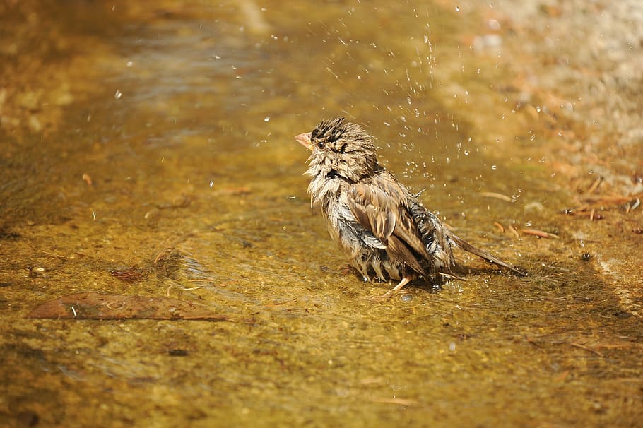 fotografía de primer plano, marrón, pájaro, gorrión, esperma, mojado, agua, nadar, naturaleza, placer