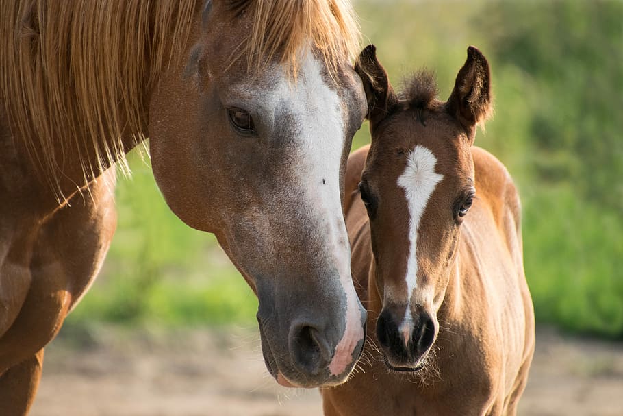 dos caballos marrones, potro, yegua, madre, caballo de pintura, marrón, pequeño, joven, caballo, animal