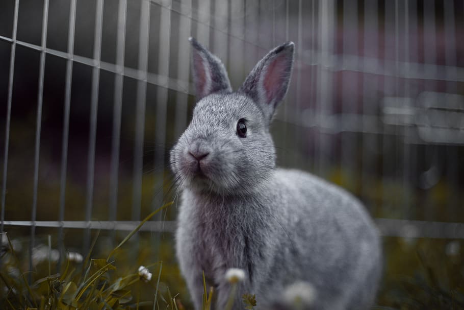 rabbit, rodents, mammal, bunny, cute, animal, nature, grass, fur, ears