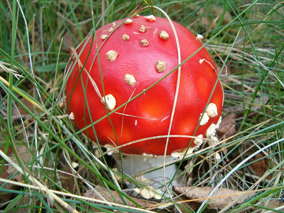 red, white, mushroom, nature, forest, amanita, mushrooms, vegetation, grass, day