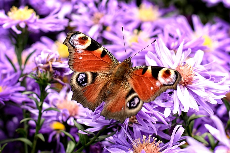 peacock butterfly, aglais io, butterfly, edelfalter, herbstastern, aster dumosus, asters, composites, flower, autumn