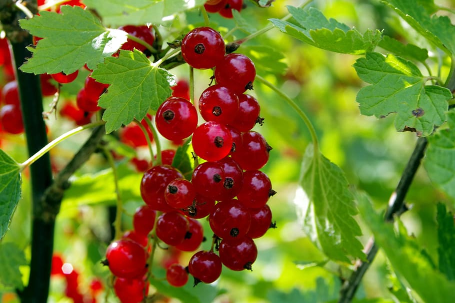 closeup, red, currants, daytime, red currant, currant, natural, healthy, food, garden