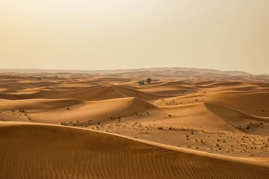 fotografi pemandangan, gurun, alam, pasir, bukit pasir, tanaman, kuning, pasir Dune, Sahara Desert, kering