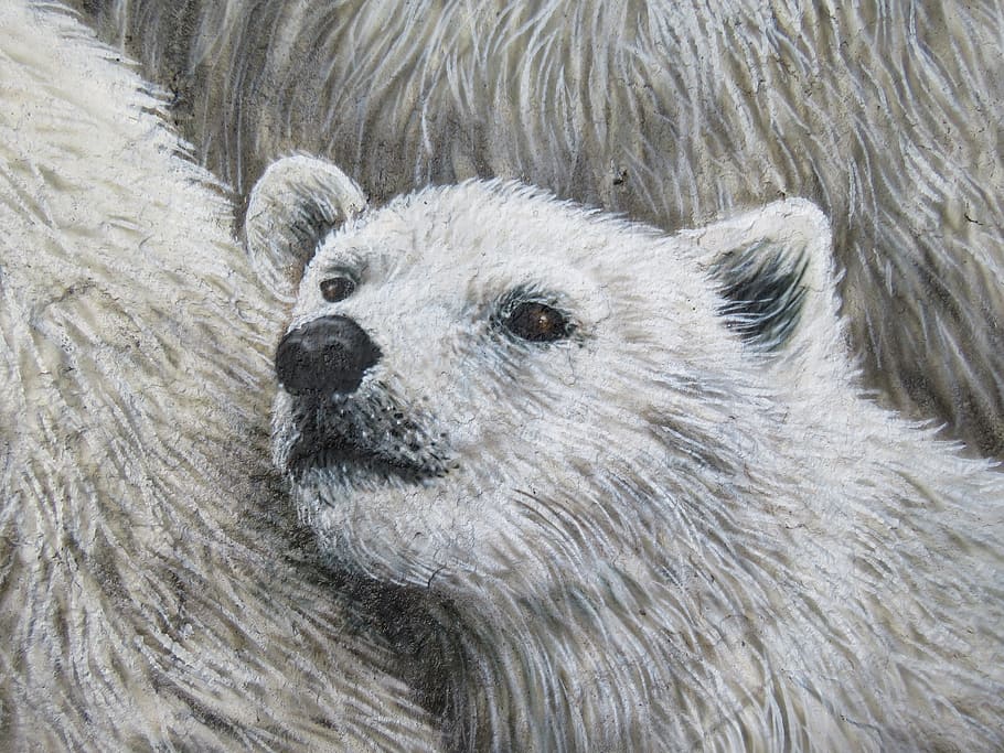 polar bear, wall art, wall, zoo, berlin, lichtenberg, germany, animal, nature, wildlife photography
