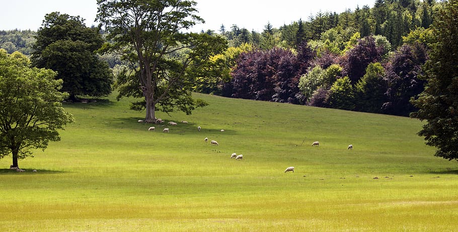 animals, grass field, south downs, west sussex, english landscape, grass, tree, grazing sheep, nature, meadow