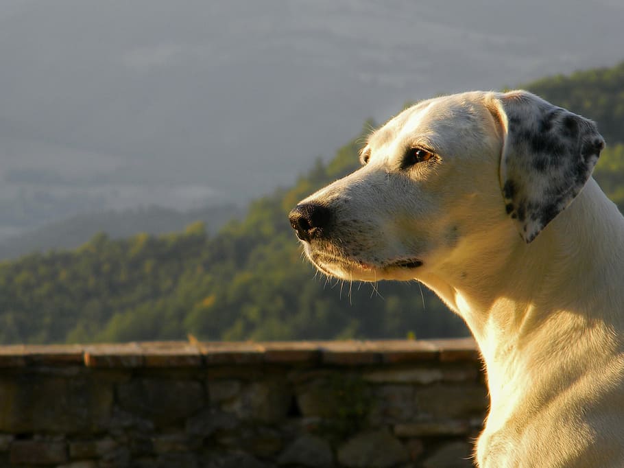 closeup, brown, dog, facing, left, side, animals, profile, pets, muzzle